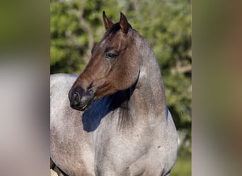 American Quarter Horse, Castrone, 6 Anni, Baio roano