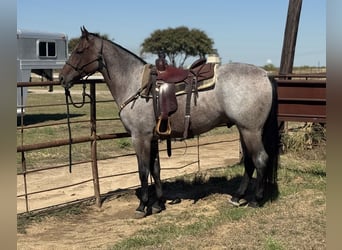 American Quarter Horse, Castrone, 6 Anni, Baio roano