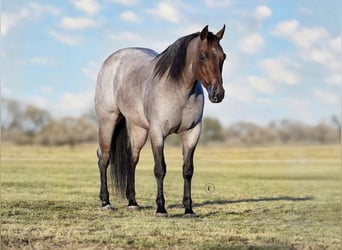 American Quarter Horse, Castrone, 6 Anni, Baio roano