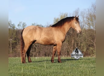 American Quarter Horse, Castrone, 6 Anni, Champagne