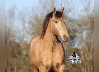 American Quarter Horse, Castrone, 6 Anni, Champagne