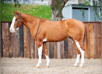 American Quarter Horse, Castrone, 6 Anni, Falbo