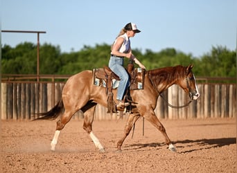 American Quarter Horse, Castrone, 6 Anni, Falbo