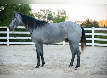 American Quarter Horse, Castrone, 6 Anni, Grigio