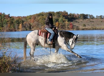 American Quarter Horse, Castrone, 6 Anni, Grigio pezzato