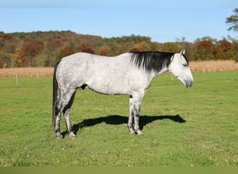 American Quarter Horse, Castrone, 6 Anni, Grigio pezzato