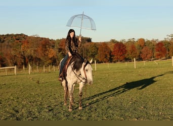 American Quarter Horse, Castrone, 6 Anni, Grigio pezzato