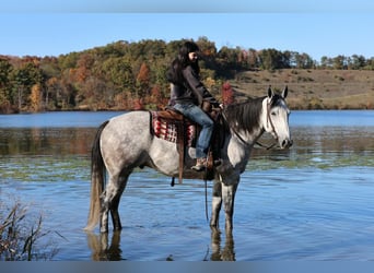 American Quarter Horse, Castrone, 6 Anni, Grigio pezzato