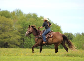 American Quarter Horse, Castrone, 6 Anni, Grigio