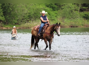 American Quarter Horse, Castrone, 6 Anni, Grigio