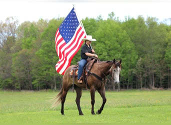 American Quarter Horse, Castrone, 6 Anni, Grigio