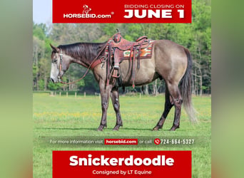 American Quarter Horse, Castrone, 6 Anni, Grigio