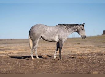 American Quarter Horse, Castrone, 6 Anni, Grigio