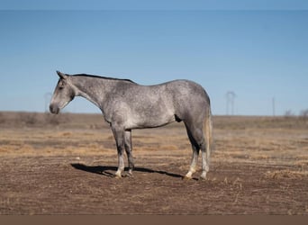 American Quarter Horse, Castrone, 6 Anni, Grigio