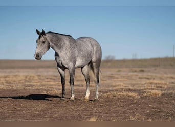 American Quarter Horse, Castrone, 6 Anni, Grigio