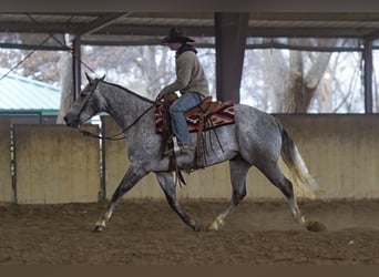 American Quarter Horse, Castrone, 6 Anni, Grigio