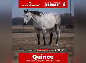 American Quarter Horse, Castrone, 6 Anni, Grigio