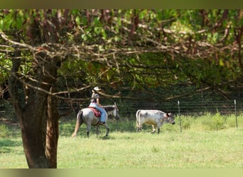 American Quarter Horse, Castrone, 6 Anni, Grigio