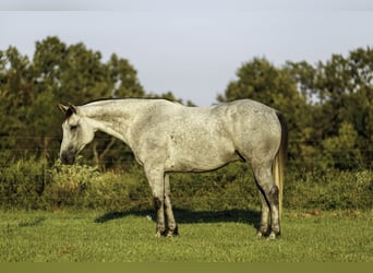 American Quarter Horse, Castrone, 6 Anni, Grigio