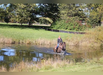 American Quarter Horse, Castrone, 6 Anni, Grullo