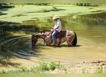 American Quarter Horse, Castrone, 6 Anni, Grullo