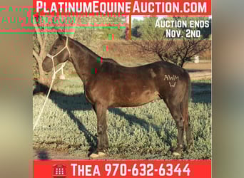 American Quarter Horse, Castrone, 6 Anni, Morello