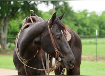 American Quarter Horse, Castrone, 6 Anni, Morello
