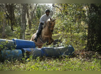 American Quarter Horse, Castrone, 6 Anni, Palomino