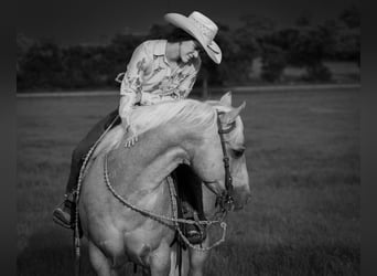 American Quarter Horse, Castrone, 6 Anni, Palomino