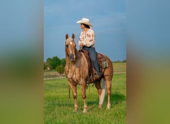 American Quarter Horse, Castrone, 6 Anni, Palomino