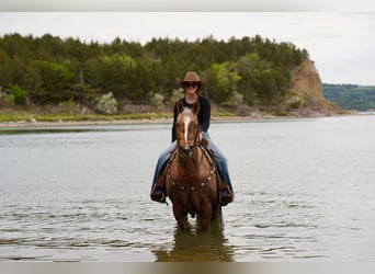 American Quarter Horse, Castrone, 6 Anni, Palomino