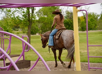 American Quarter Horse, Castrone, 6 Anni, Palomino