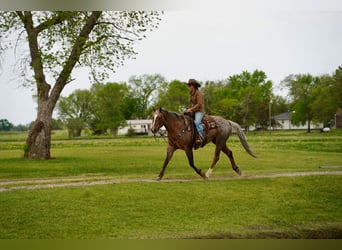 American Quarter Horse, Castrone, 6 Anni, Palomino