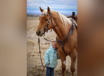 American Quarter Horse, Castrone, 6 Anni, Palomino