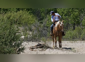American Quarter Horse, Castrone, 6 Anni, Palomino