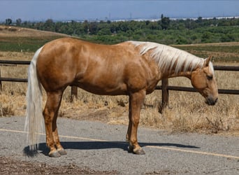 American Quarter Horse, Castrone, 6 Anni, Palomino
