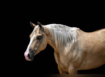 American Quarter Horse, Castrone, 6 Anni, Palomino