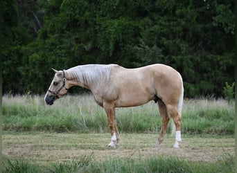 American Quarter Horse, Castrone, 6 Anni, Palomino