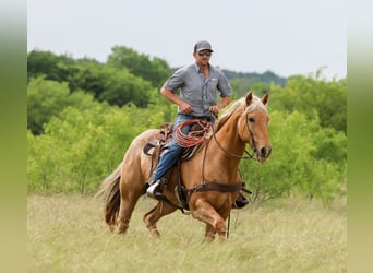 American Quarter Horse, Castrone, 6 Anni, Palomino