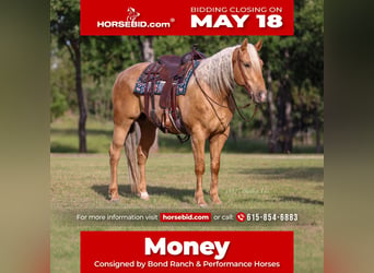 American Quarter Horse, Castrone, 6 Anni, Palomino