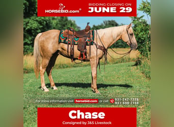 American Quarter Horse, Castrone, 6 Anni, Palomino