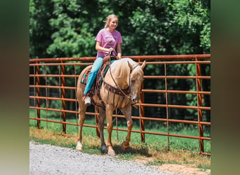 American Quarter Horse, Castrone, 6 Anni, Palomino