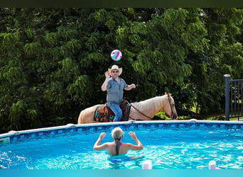 American Quarter Horse, Castrone, 6 Anni, Palomino