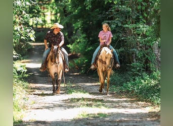 American Quarter Horse, Castrone, 6 Anni, Palomino