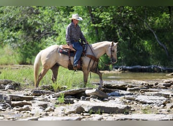 American Quarter Horse, Castrone, 6 Anni, Palomino