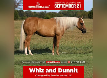 American Quarter Horse, Castrone, 6 Anni, Palomino