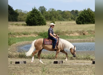 American Quarter Horse, Castrone, 6 Anni, Palomino