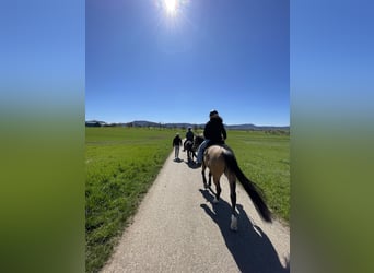 American Quarter Horse, Castrone, 6 Anni, Pelle di daino