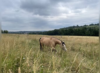 American Quarter Horse, Castrone, 6 Anni, Pelle di daino