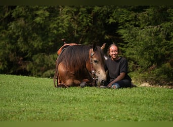 American Quarter Horse, Castrone, 6 Anni, Pelle di daino